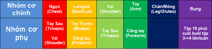 Nhóm cơ chính và nhóm cơ phụ